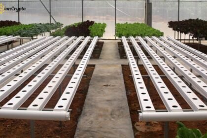 Hydroponic NFTs: A Fusion of Agriculture and Blockchain